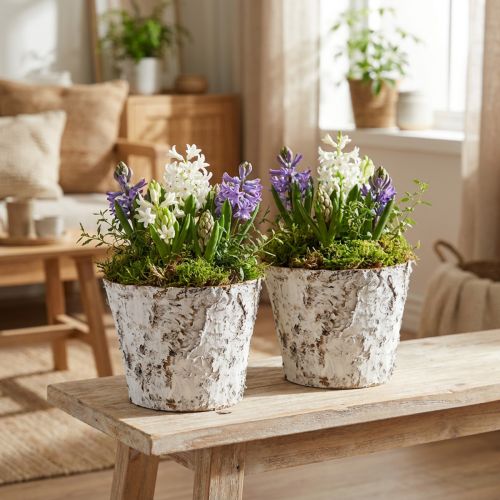 Dekorativ kruka vitnad björkkruka Ø18cm H15cm 2st | Floristik24.se
