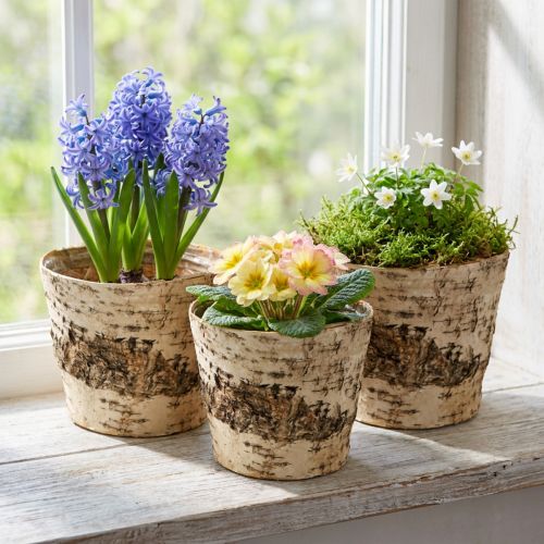Björkkruka av bark med folie Ø15cm H13cm 3 st | Floristik24.se