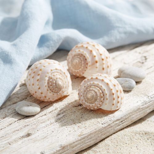Mussel Tonna Tessalata 7 st | Floristik24.se