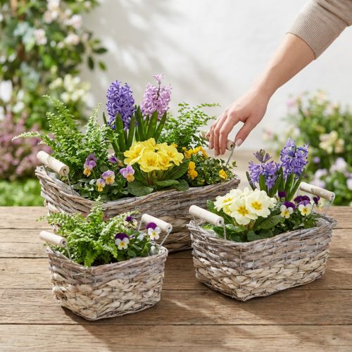 Växtkorg med handtag, fyrkantig korgskål, naturlig plantering för plantering av shabby chic tvättad vit L30/25,5/21 cm H12/11/10 cm set om 3 | Floristik24.se