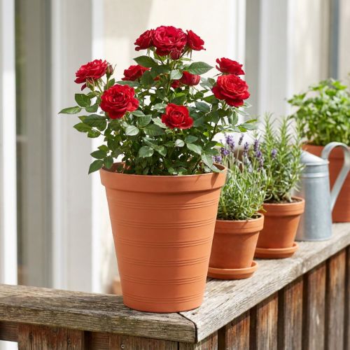Rosenkruka plast 19cm terrakotta 1 st | Floristik24.se