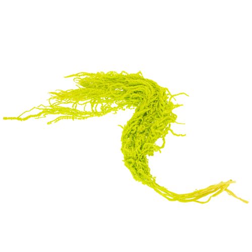 Artikel Torkade rävsvansblommor, färgade, för speciell heminredning och unika accenter, 100 cm, 5 stycken