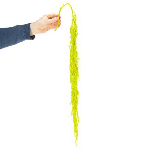 Artikel Torkade rävsvansblommor, färgade, för speciell heminredning och unika accenter, 100 cm, 5 stycken