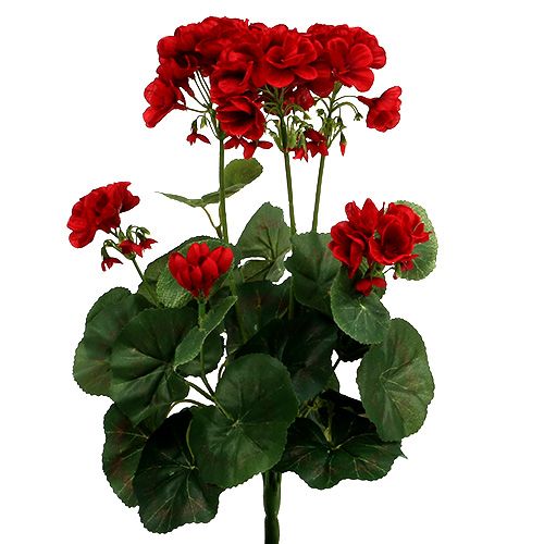 Floristik24 Pelargonbuske röd 36cm