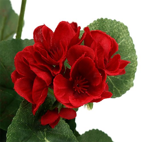Floristik24 Pelargonbuske röd 36cm