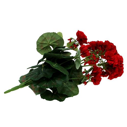 Floristik24 Pelargonbuske röd 36cm