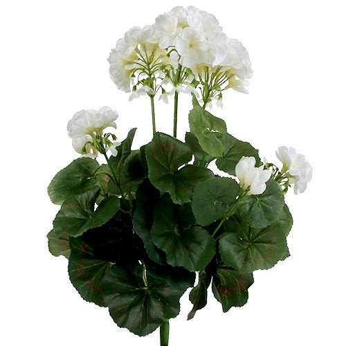 Floristik24 Pelargonbuske vit 38cm