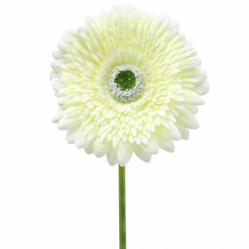 Floristik24 Gerbera konstgjord vit 62cm 6st