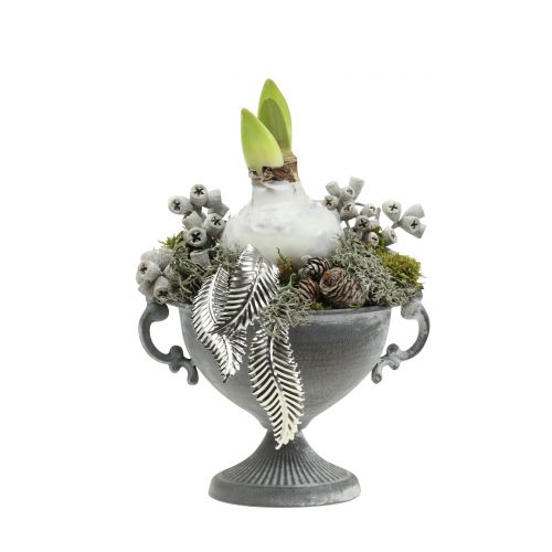 Floristik24 Eucalyptusfrukter växte vit 250 g