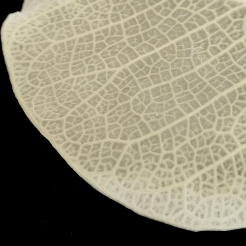 Artikel Torkade löv dekoration Moneta torr blomsterkräm 100g