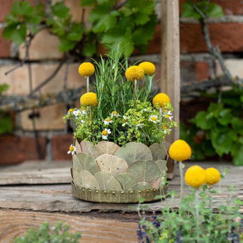 Torkade löv Deco Moneta Dry Floristics Nature 200g
