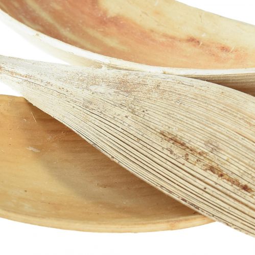 Artikel Kokosnötskal, blekta kokosblad, 22-42 cm, 25 stycken