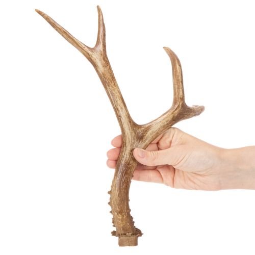 Konstgjorda horn, naturtrogna, rustika, 32 cm | Floristik24.se