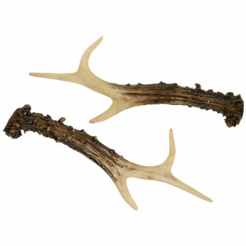 Floristik24 Deco horn lanthus dekoration bordsdekoration 23cm 2st