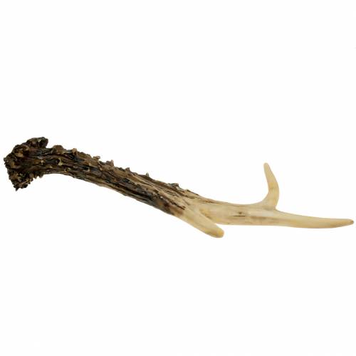 Floristik24 Deco horn lanthus dekoration bordsdekoration 23cm 2st