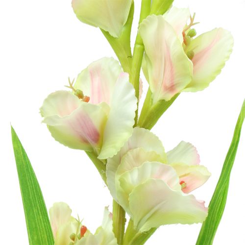 Floristik24 Gladiolus vit 93cm