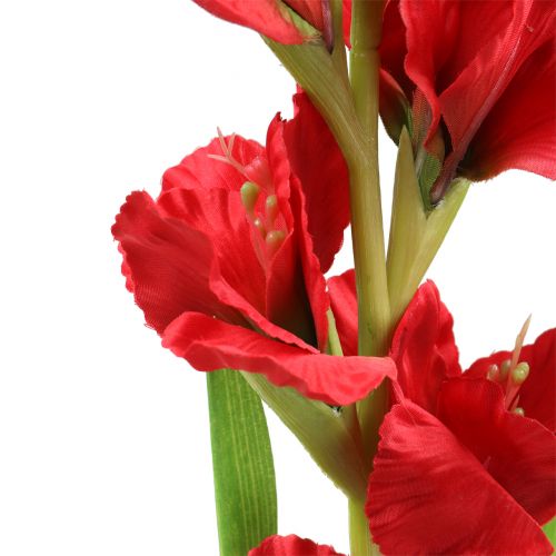 Floristik24 Gladiolus Röd 93cm