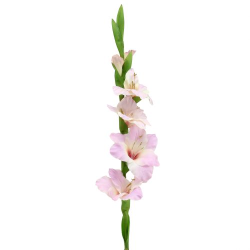 Floristik24 Gladiolus krämlila 86cm