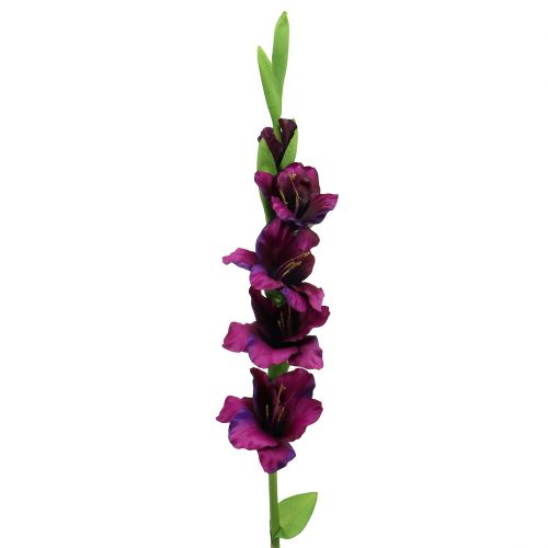 Floristik24 Gladiolus mörk lila 86cm