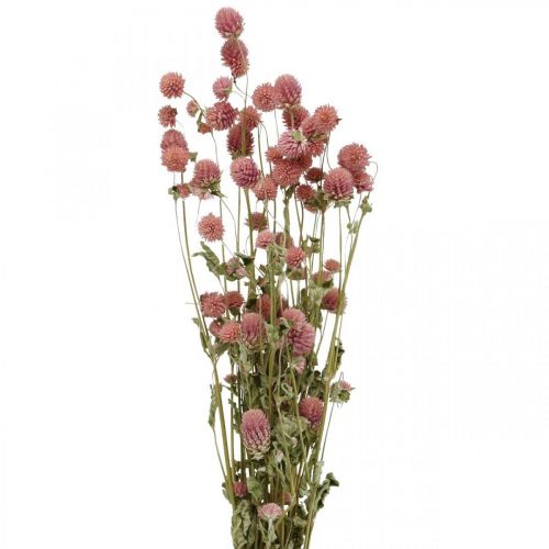 Floristik24 Ball Amaranth, Gomphrena Globosa, Sommarblomma, Torrblomma Rosa L49cm 50g