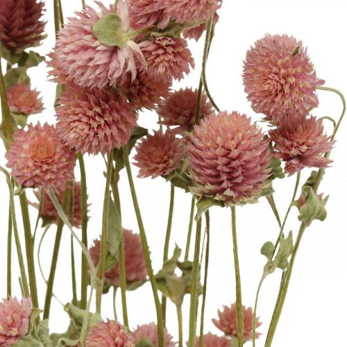 Floristik24 Ball Amaranth, Gomphrena Globosa, Sommarblomma, Torrblomma Rosa L49cm 50g