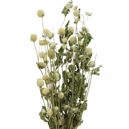 Floristik24 Torkad blomma, Globe Amaranth, Gomphrena Globosa White L49cm 45g