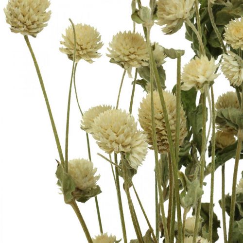 Floristik24 Torkad blomma, Globe Amaranth, Gomphrena Globosa White L49cm 45g