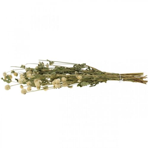 Floristik24 Torkad blomma, Globe Amaranth, Gomphrena Globosa White L49cm 45g