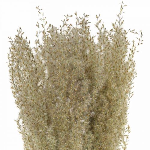Floristik24 Torkat gräs prydnadsgräs för torr floristisk dekoration natur H55cm