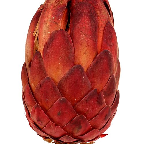 Artikel Grandiceps röd 25 st