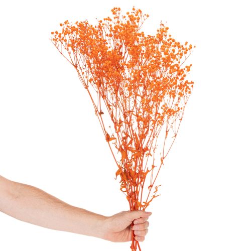 Torkad blombukett med babys andetag Gypsophila 75 cm 100 g | Floristik24.se