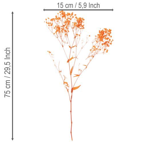 Torkad blombukett med babys andetag Gypsophila 75 cm 100 g | Floristik24.se
