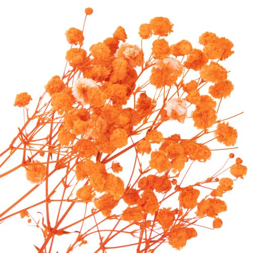 Torkad blombukett med babys andetag Gypsophila 75 cm 100 g | Floristik24.se