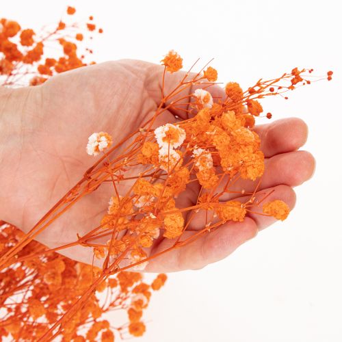 Torkad blombukett med babys andetag Gypsophila 75 cm 100 g | Floristik24.se