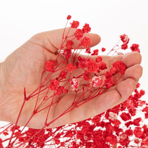 Torkad baby's breath (Gypsophila) knippe 75 cm 100 g | Floristik24.se