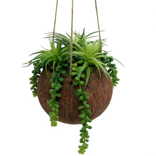 Hängande växter suckulenter i en kruka L60cm Ø16cm