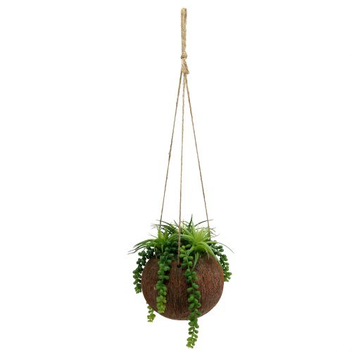 Floristik24 Hängande växter suckulenter i en kruka L60cm Ø16cm