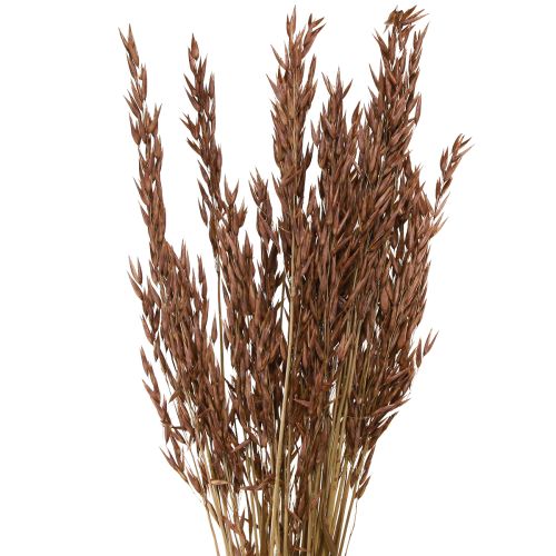 Floristik24 Havre torr dekoration torrt gräs brun L64cm 70-75g 2st