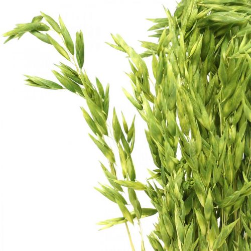 Floristik24 Torkad havre grönkorn rustik torr dekoration 70cm bunt om 100g