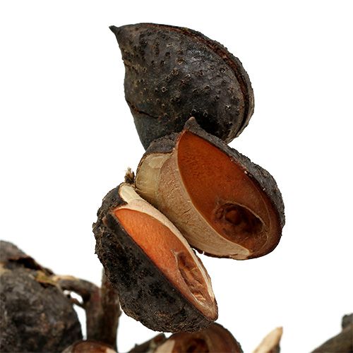Artikel Hakea medium naturell 5-9 huvuden per gren 20 st