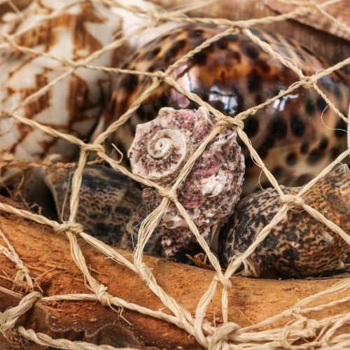 Artikel Halvt kokosnötsskal dekoration skal snigelskal dekoration 18–19cm 3 st