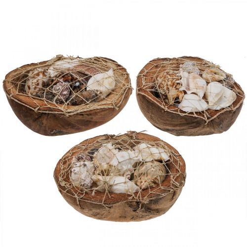 Artikel Halvt kokosnötsskal deco skal snigelskal deco 18–19cm 3st