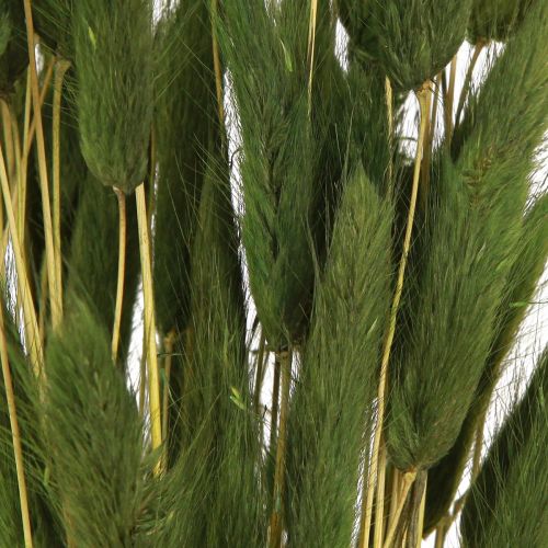 Artikel Hare&#39;s Tail Grass Lagurus Torkad Grön 50-60cm 50g