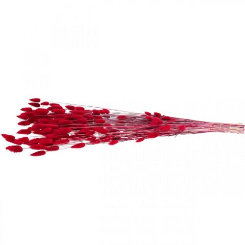 Artikel Kaninsvansgräs Lagurus Torkad Röd 60cm 50g
