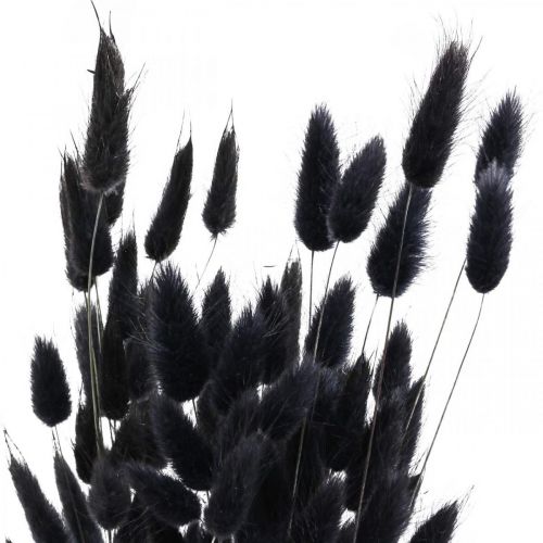 Artikel Hare&#39;s Tail Grass Lagurus Torkad Svart 60cm 50g
