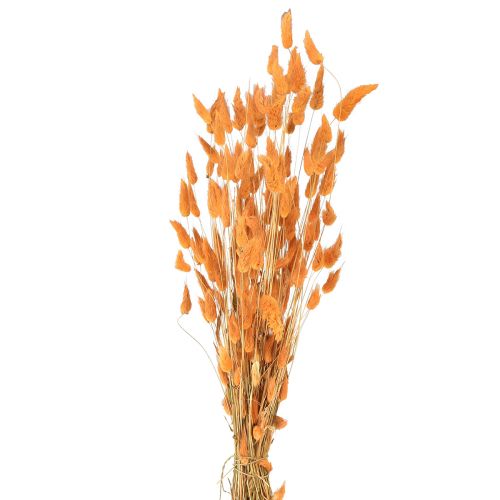 Artikel Hare&#39;s Tail Grass Lagurus Torkad Aprikos 55-60cm 50g