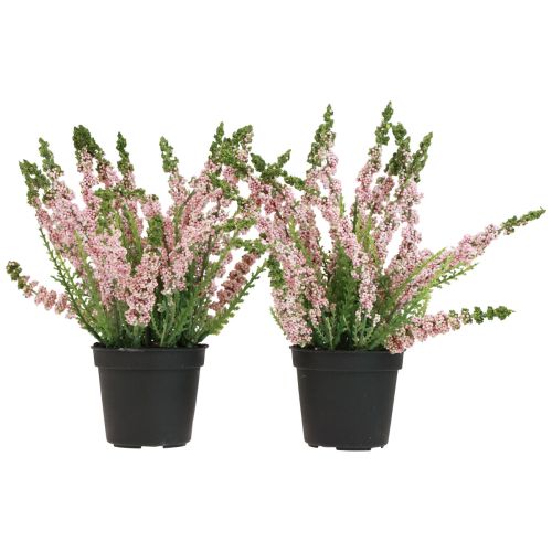 Floristik24 Erika ljungkvastljung i krukrosa H17cm set om 2