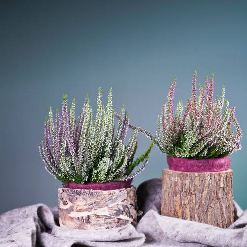 Floristik24 Plantkruka almträ Ø16-18cm H15cm