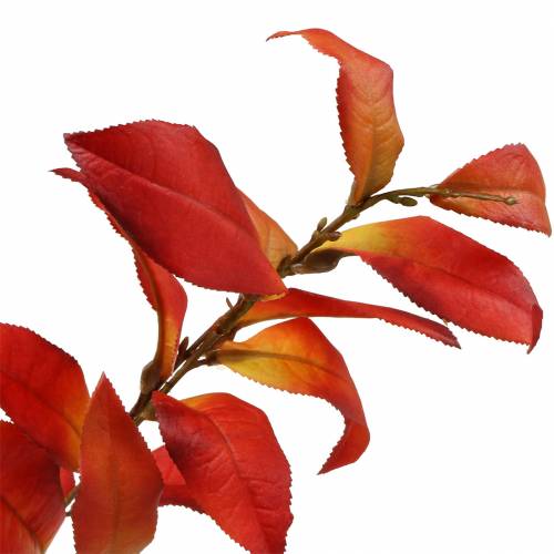 Floristik24 Höstgren 72cm