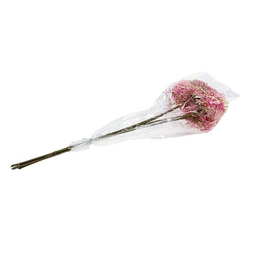 Floristik24 Elderflower branch pink-white L 55cm 4st